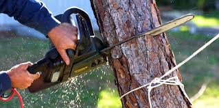 Best Emergency Tree Removal  in Ridgeville, SC