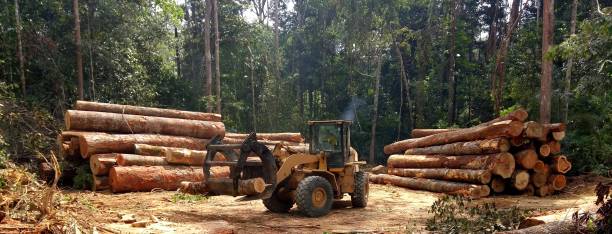 Best Storm Damage Tree Cleanup  in Ridgeville, SC