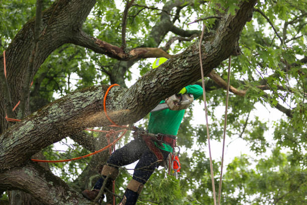 Professional Tree Care in Ridgeville, SC