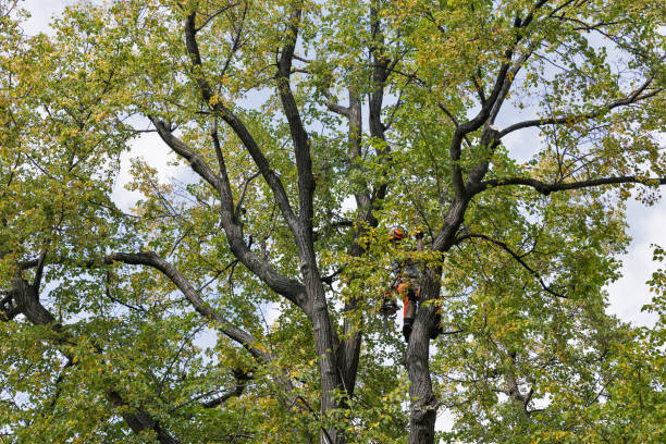 Best Tree Trimming and Pruning  in Ridgeville, SC
